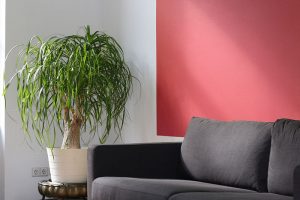 Grey couch against a red wall with a houseplant next to it